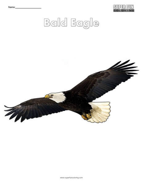 Bald Eagle Top Coloring Page