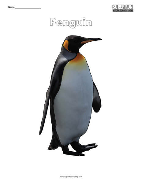 Penguin Top Coloring Page