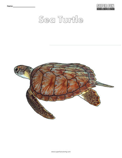 Sea Turtle Coloring Page Free